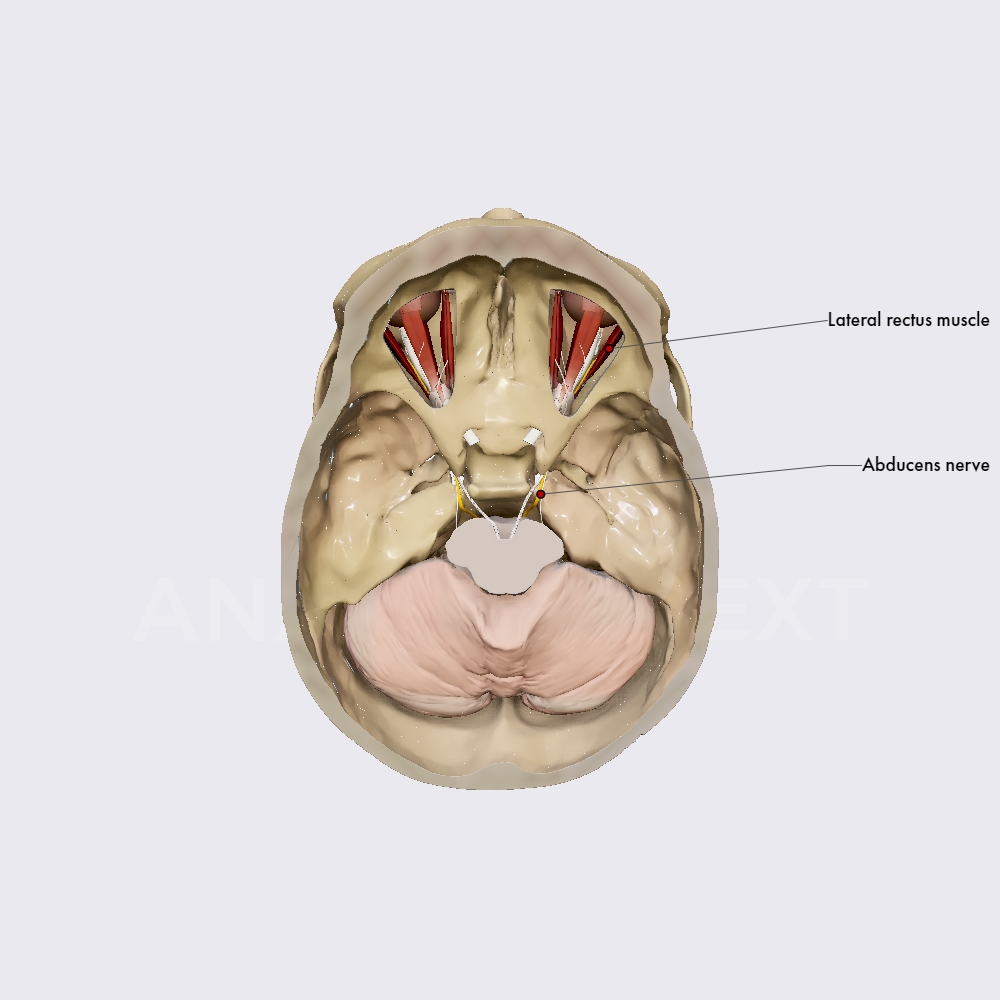 Abducens nerve (CN VI)